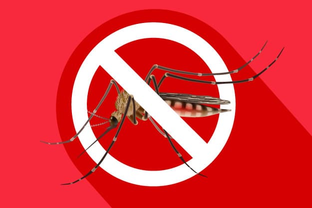 mosquito del dengue mosquito del dengue